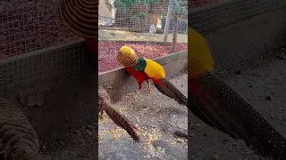 This is Boss, The Smoothest Red Golden Pheasant #birdtrend #pheasants #goldenpheasant #shorts #bird