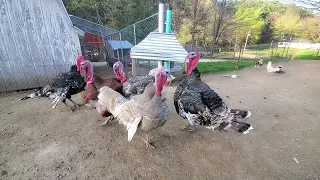 Turkeys feeling froggy