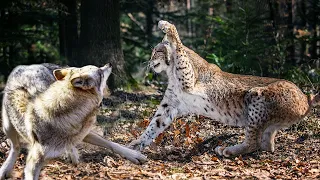 Even Wolves are afraid of this Cat! The lynx is a ferocious forest ghost!