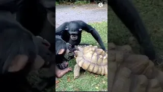 monkey with turtle#shorts#love #animals #like #subscribe