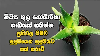 නිවස තුල කෝමාරිකා ශාඛයක් තබන්න - ප්‍රථිඵල ඔබව කම්පනයට පත් කරාවි | Vastu tips with Aloe vera