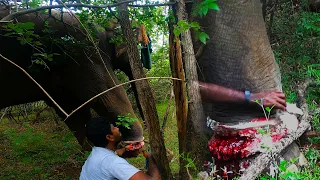 Saving an elephant from a deadly wire trap and heals the wound. SL WILD TV