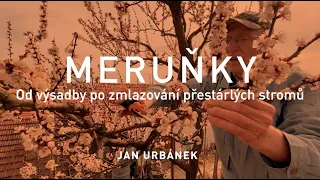 MERUŇKA - jarní řez od výsadby po zmlazování přestárlých stromů