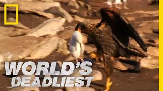 Caracaras Eat Baby Seabirds | World's Deadliest