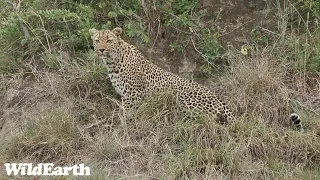 WildEarth - Sunset Safari - 27 November 2023