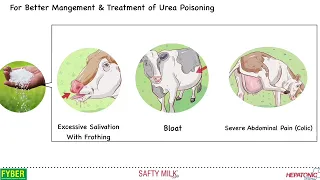 Urea Poisoning in Cattle (Simple Understanding within 2 minutes)