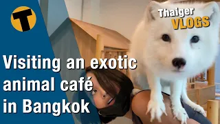 Visiting an exotic animal café in Bangkok