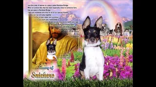 Do Dogs Go To Heaven? Yes, and cats do too!