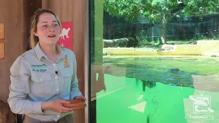 Oriental Small-clawed Otter Keeper Talk - Taronga Western Plains Zoo