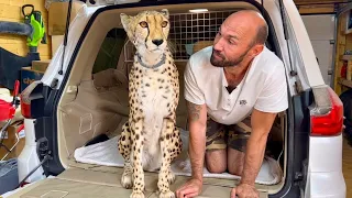 Cheetah Gerda got in the car!!!