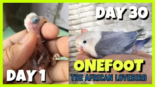 OneFoot the African Lovebird | Day 1 - Day 30