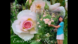 My garden diary | Roses in my garden: David Austin 'Emily Brönte'