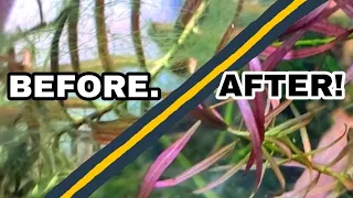 MY SECRET TO REMOVING ALGAE from Delicate AQUARIUM Plants & Carpeting Plants, WITHOUT Chemicals!