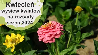 Jakie kwiaty siać w kwietniu na rozsady? Wysiew kwiatów w kwietniu - sezon 2024