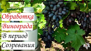 Чем обрабатывать виноград в период созревания ягод