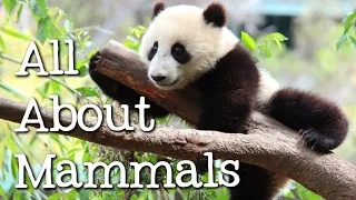 All About Mammals for Children: Cats, Bears, Elephants, Pandas and More - FreeSchool