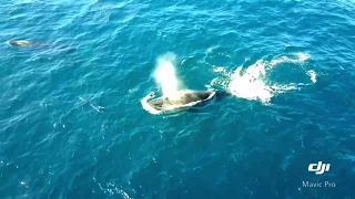 Dji mavic pro whales in NSW Australia