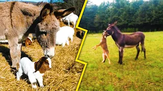 This Is Why Donkeys Kill Other Animals