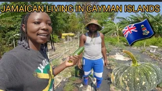 HE LEFT JAMAICA FOR CAYMAN ISLANDS TO DO FARMING !! BUT WHY ??