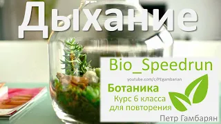 11. Дыхание (Speedrun ботаника 6 класс, ЕГЭ, ОГЭ 2021)