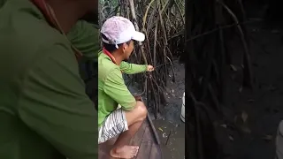 pescaria de aratu como pegar aratu de linha de vara