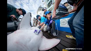 Great white shark Miss May caught, tagged, released