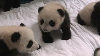 Baby panda nursery - Operation Wild: Series 1 Episode 1 - BBC One