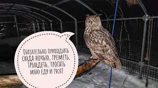 I brought the owls dinner, which they don't want, cleaned the owl's roof, got a wing on the head