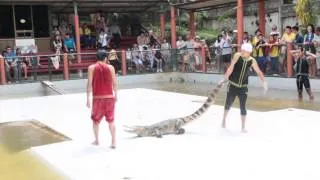 Крокодил укусил дрессировщика за руку. Слабонервным не смотреть! (Crocodile bites trainer's hand)