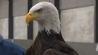 Watch These Trained Eagles Take Down Drones Flying in The Air