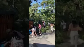 At Least Two Injured as Branch Falls on Visitors in Argentine Garden #shorts  | VOA News