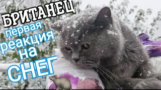 Кот первый раз увидел СНЕГ кот и снег