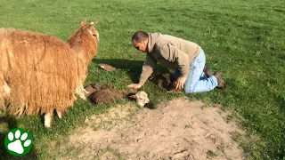 Kind man rescues baby alpaca from hole in the ground