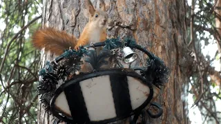 Малой бельчонок играется на кормушкеThe little squirrel is playing on the feeder