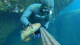 Pesca seletiva em apneia II , primavera 2024 Açores Ilha de São Miguel.