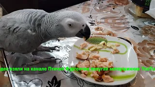 Попугай матершинник ест жареную рыбу выбор орешки или рыба мопс ест рыбу