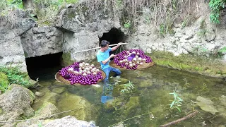 Collect beautiful giant purple clams and harvest the highest quality and most charming purple pearls