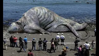 15 GIANT Animals You Didn't Know Exist | Rarely