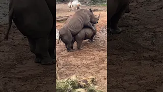 Unexpected moment at the zoo