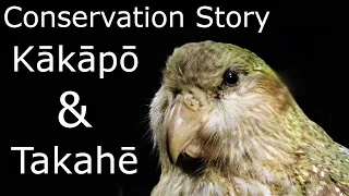 Conservation of the Kakapo and Takahe