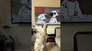 A Dalmatian watching TV of Dalmatians watching TV - Disney 101 Dalmatian