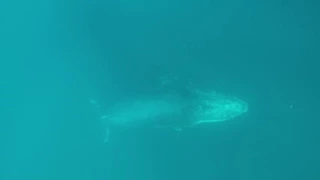 Humpback Whale at Aliwal Shoal!!