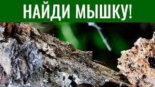 ТЕСТ. Найди животное на КАРТИНКЕ 🐛 БУДЬ В КУРСЕ TV