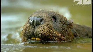 Robotic Spy Beaver & The Beavers Are Beavering Away To Repair The Lodge In Time For Winter!