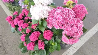 Цветочный рынок Ярмарка Вкуса г. Краснодар ул Крылатая 3 Б от 11.05.24г