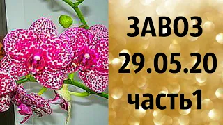 🌸Продажа орхидей. ( Завоз 29. 05. 20 г.) Отправка только по Украине. ЗАМЕЧТАТЕЛЬНЫЕ КРАСОТКИ👍