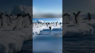Cute penguins in Antarctica #penguin#viralshorts#trending@brainFry.