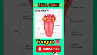 Human tongue || taste organ #shorts #ytshorts #viral #fact