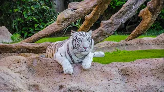 White Tigers of Loro Parque: Majestic and Rare