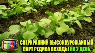 СВЕРХРАННИЙ ВЫСОКОУРОЖАЙНЫЙ СОРТ РЕДИСА ВСХОДЫ НА 2 ДЕНЬ ПОСАДИ ЕГО СЕБЕ